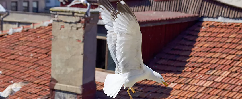 Residential Chimney Animal Removal Solution in Corvallis, OR