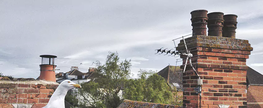 Chimney Cleaning And Restoration in Corvallis, Oregon